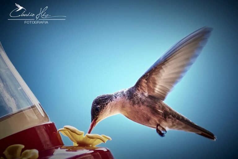 Colibri